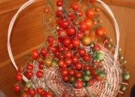 Coralina (75 seminte) tomate tip cireasa, cherry soi nedeterminat, Kertimag - Img 2