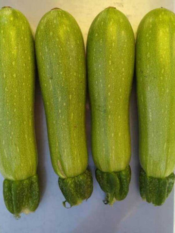 Cordelia F1 (500 seminte) de dovlecel perfect cilindric, neted, verde deschis, Syngenta - Img 2