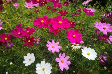 Cosmos Early Summer (1 gr) seminte Mararite flori viu colorate, inflorire abundenta, Seklos - Img 6