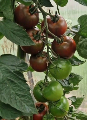 Costantino F1 (10 seminte) rosii maronii hibrid nedeterminat, rezistent la boli, tomate ferme, dulci, Sekluva