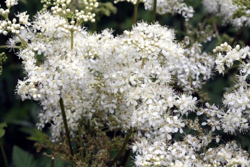 Cretusca (500 seminte) Meadowsweet - Filipendula ulmari, planta medicinala pentru digestie, probleme genitale, reumatism, Saflax - Img 4