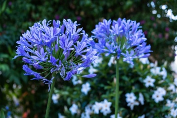 Crin African (50 seminte) African Lily - Agapanthus orientalis, flori albastre, inflorescente sferice, Saflax - Img 4