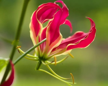 Crin African catarator (15 seminte) African Climbing Lily - Gloriosa rothschildiana, flori exotice rosu aprins cu galben, Saflax - Img 2