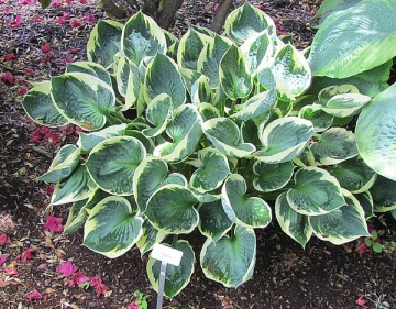Crin de toamna Hosta Karin (ghiveci 1,5 L), planta decorativa cu frunze culoare verde inchis cu margini galben-cremos - Img 2