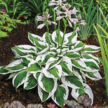Crin de toamna Hosta Patriot (ghiveci 1,5 L), planta decorativa cu frunze culoare verde-satinat si margini ivorii - Img 2