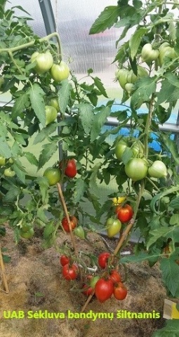Cupidissimo F1 (10 seminte) tomate nedeterminate inima rosie, foarte gustoase, hibrid productiv semi-timpuriu, Sekluva - Img 2