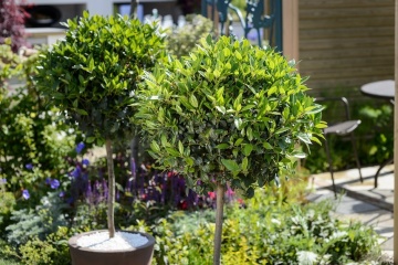 Dafin (6 seminte) Bay Tree - Laurus nobilis, frunze aromate, parfumate, Saflax - Img 3