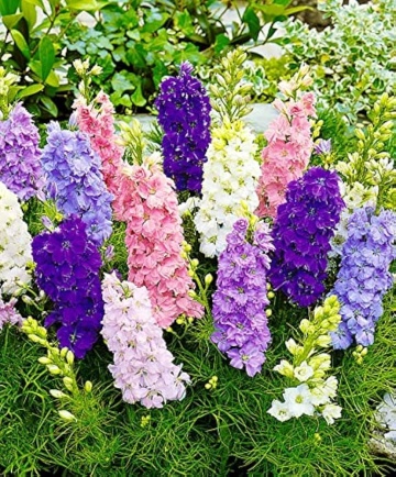 Delphinium ajacis (500 seminte) Nemtisori pitici, mix de culori, Seklos - Img 3