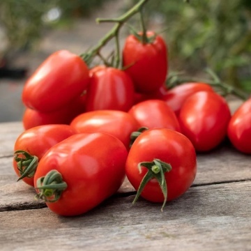 Docet F1 (5000 seminte) tomate determinate extratimpurii, rosii alungite rezistente la boli si caldura, Seminis - Img 4