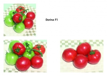 Dorina F1 (100 seminte) de rosii bulgaresti profesionale Geosem Select Bulgaira - Img 2