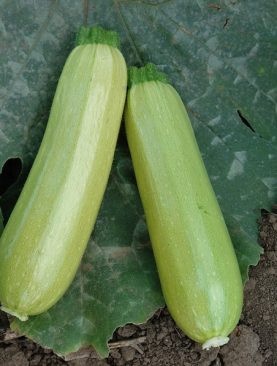 Dovlecel Radu (1000 seminte) dovlecei verde deschis, miez zemos, Agrosel
