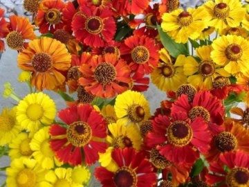 Dzielzan Jesienny - Floarea Elenei mix (0,1 gr) seminte Helenium autumnale perena, melifera, flori in nuante de rosu si galben, Toraf - Img 2