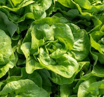 Elvis (32-229) (5000 seminte drajate) salata de capatana, de vara, potrivita pentru mai multe cicluri de productie, Bejo - Img 1