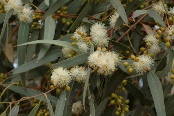 Eucalipt Rosu de Rau (200 seminte) River Red Gum - Eucalyptus camaldulensis, flori delicate, ulei esential parfumat, Saflax - Img 2