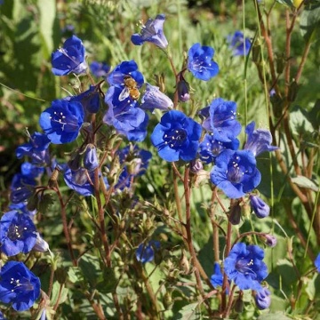 Facelia Dzwonkowata (0,5 gr) seminte Clopotei Californieni albastri, meliferi, Phacelia campanularia, Toraf - Img 3
