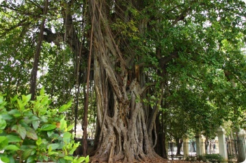 Ficus de Bengal (20 seminte) Indian Banyan Tree - Ficus benghalensis, planta decorativa de ghiveci, Saflax - Img 6