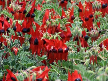 Floarea Cioc de Papagal (20 seminte) Sturt's Desert Pea - Clianthus formosus syn. Swaisonia formosa, flori mari rosu aprins, Saflax - Img 7