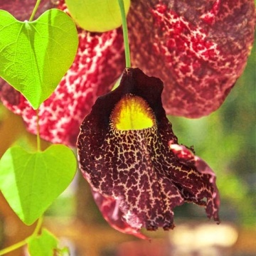 Floarea Fantoma (80 seminte) Dutchman's Pipe - Aristolochia littoralis syn. elegans, planta cataratoare cu flori uriase, Saflax - Img 3