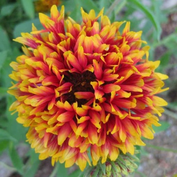 Fluturei dubli mix seminte (0.4 gr) planta viu colorata, Agrosem - Img 3