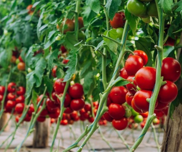 Galiceno F1 (100 seminte) tomate timpurii, cu crestere nedeterminata , Hazera - Img 2