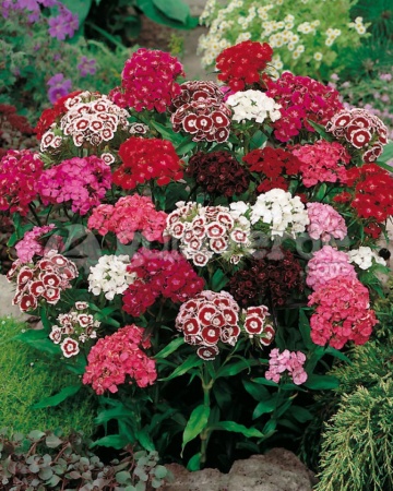 Garoafa turceasca Pinocchio (400 seminte) Flori Garoafa (Dianthus barbatus), Opal