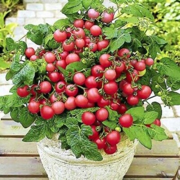 Gartenperle (30 seminte) rosii cherry semitimpurii determinate, pentru ghiveci, Seklos