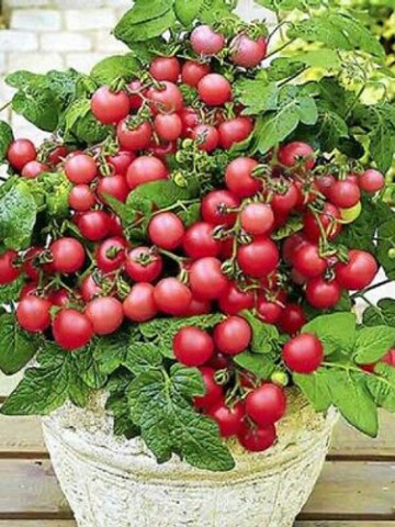 Gartenperle (60 seminte) de rosii soi ornametal cu randament ridicat, Seklos - Img 1