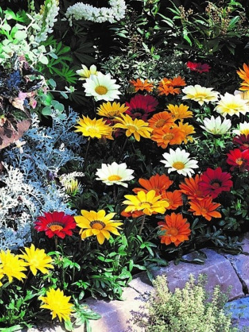 Gazania mix (0.1 gr) seminte de plante anuale cu flori superbe, divers colorate, Agrosem - Img 2