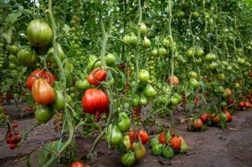 Gigawak F1 (500 seminte) tomate nedeterminate tip inima de Bou, costate, uniforme, atractive, gust placut, Syngenta - Img 3