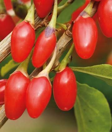 Goji New Big, rasad de Goji Berry, arbust peren rezistent la seceta, fructe mari, Yurta - Img 1