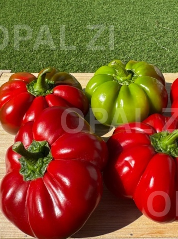 Granata (1500 seminte) ardei gogosar mari si carnosi, soi timpuriu productiv, Opal - Img 2