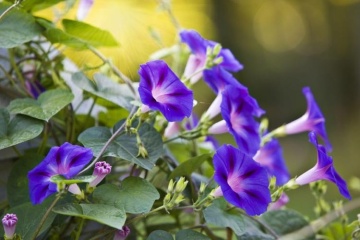 Grandpa Ott's (1 gr) seminte Zorele urcatoare flori mari, violet inchis cu dungi rosii, Toraf - Img 4