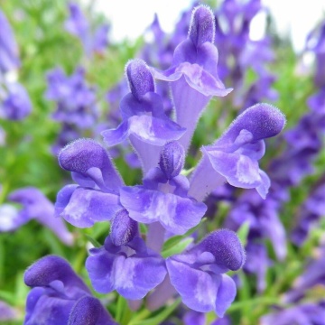 Gura Lupului (20 seminte) Baikal Helmkraut - Scutellaria Baicalensi, planta medicinala benefica in stari de anxietate, stres, oboseala, insomnie, Saflax