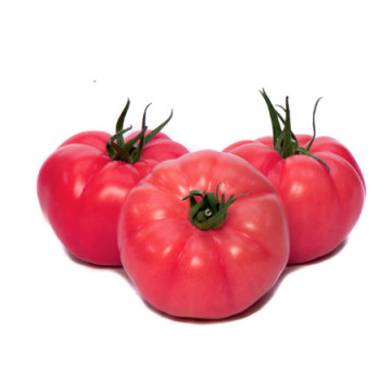 Gusto Pink F1 162-334 F1 (500 seminte) de tomate nedeterminate cu forma globulara cu nervuri si culoare roz atractiv, Yuksel - Img 3