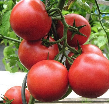Harzfeuer F1 (100 seminte) de tomate de camp rezistente la conditii meteo nefavorabile, Toraf - Img 3