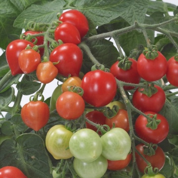 Heartbreaker Vita F1 (10 seminte) tomate cherry in forma de inima, Buzzy - Img 2