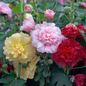 Hollyhock Majorette (150 seminte) Nalba de Gradina flori mari, diferite culori, Seklos - Img 4