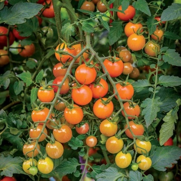 Honeycombe F1 (10 seminte) rosii tip cherry portocalii, excepțional de aromate și dulci, Seklos - Img 2