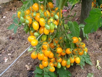 Ildi (60 seminte) tomate cherry galbene dulci, ciorchini numerosi, Seklos - Img 5