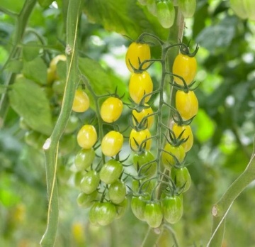Ivorino F1 (500 seminte) rosii cherry-prunisoare galbene, semitimpurii nedeterminate, Syngenta - Img 2