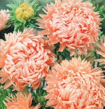 Janka (1 gr) seminte Ochiul Boului Paeony inalt, flori batute roz-somon deschis, Toraf