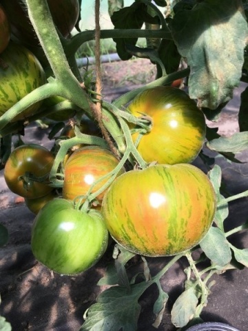Kalypso BIO (25 seminte) tomate tigrate cu rosu-maroniu si verde, suculente, aciditate scazuta, aroma proaspata, ReinSaat - Img 4