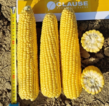 Kamuk F1 (5000 seminte) porumb extrazaharat rezistent, boabe mari, aroma excelenta, Clause - Img 3
