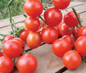 Koralik (60 seminte) rosii cherry tip cireasa, potrivite pentru ghiveci, randament ridicat, Polan - Img 3