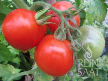 Kremser Perle BIO (40 seminte) tomate soi traditional austriac timpuriu semideterminat, rosii gust bun, pentru ghivece, ReinSaat - Img 3