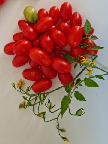 Lacrimioare (10 seminte) rosii cherry cu fructe rosii in forma de ou, nedeterminate semitimpurii, IZK Maritsa