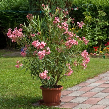 Leandru (50 seminte) Oleander - Nerium oleander, flori roz intens, inflorire indelungata, Saflax - Img 4