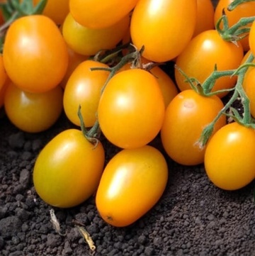 Lingottino F1 (PO9388) (100 seminte) rosii cherry galbene ovale, semitimpurii nedeterminate, La Semiorto Sementi