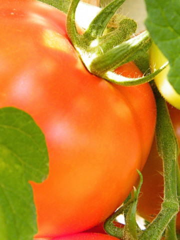 Lolek (150 seminte) tomate pitice portocalii, extrem de tarzii, potrivite depozitarii pe termen lung, PlantiCo - Img 3
