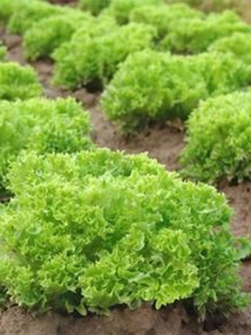 Lollo Bionda (800 seminte) salata creata soi timpuriu, Agrosel - Img 3